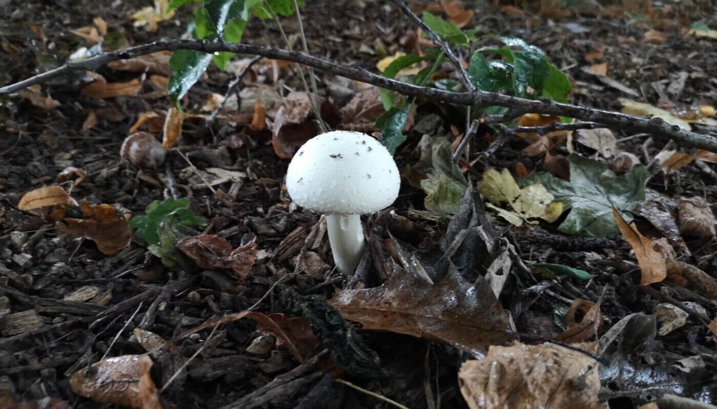 Herbst im Lessingplatz