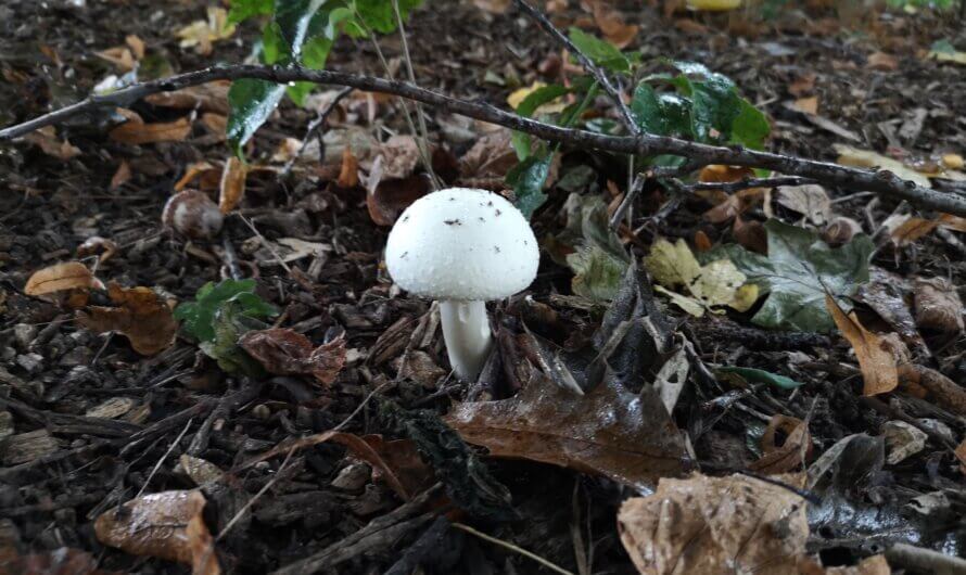 Herbst im Lessingplatz