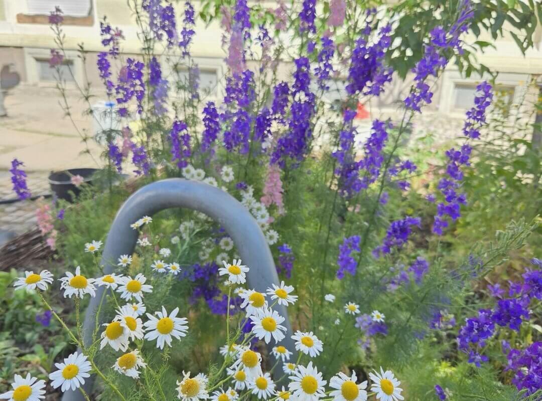 Alles voller Blüten (und Kirschen!)
